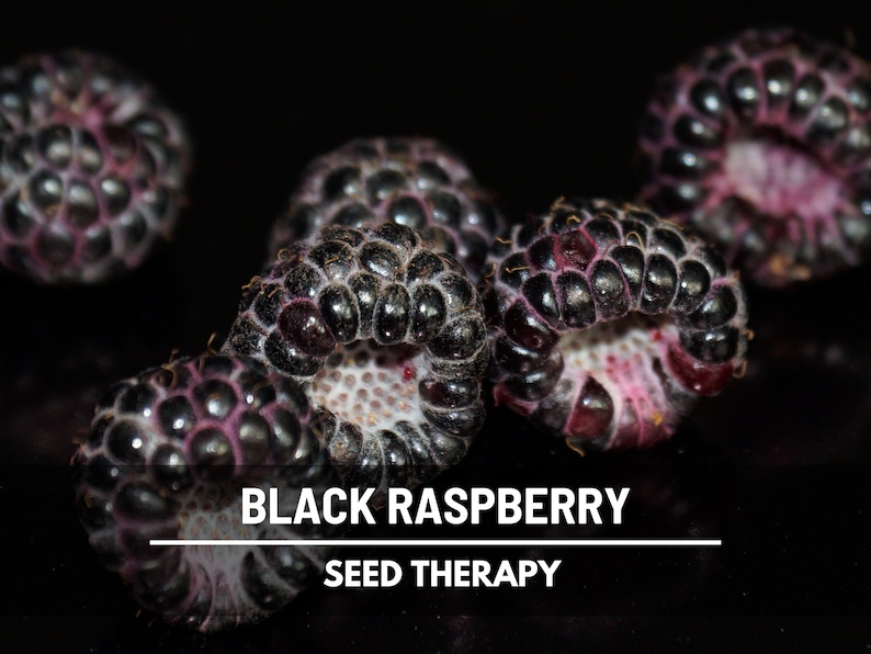 Black Raspberry Seeds – Heirloom, Hardy and Easy to Grow (30 Seeds) - Etsy