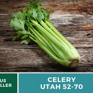 Utah 52-70 Celery Seeds – Heirloom, Non-GMO (300 Seeds) afbeelding 2