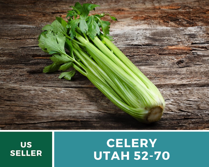Utah 52-70 Celery Seeds – Heirloom, Non-GMO (300 Seeds) afbeelding 2
