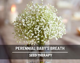 Perennial Baby’s Breath Seeds – Heirloom, Blooms Year After Year, Clouds of White Flowers, Great for Bouquets | 200 Seeds
