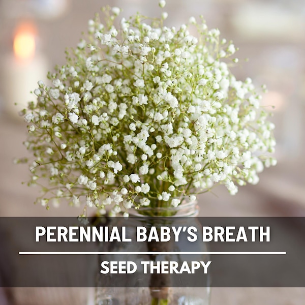 Perennial Baby’s Breath Seeds – Heirloom, Blooms Year After Year, Clouds of White Flowers, Great for Bouquets | 200 Seeds