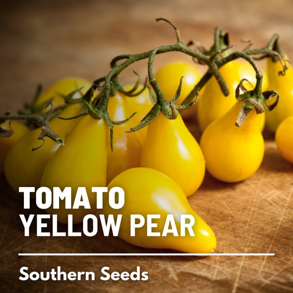 Tomato, Yellow Pear - 50 Seeds - Heirloom Vegetable,  Indeterminate Plant, Pear-shaped fruits, Non-GMO (Lycopersicon esculentum)