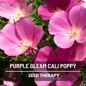 May include: Close-up of vibrant purple California poppy flowers with yellow centers. The image features the text "PURPLE GLEAM CALI POPPY" and "SEED THERAPY" on a black banner.