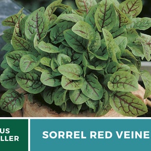 Sorrel, Red Veined 200 Seeds Heirloom Herb, Culinary & Medicinal Plant, Vibrant Red Veins, Tangy Flavor Rumex sanguineus image 9