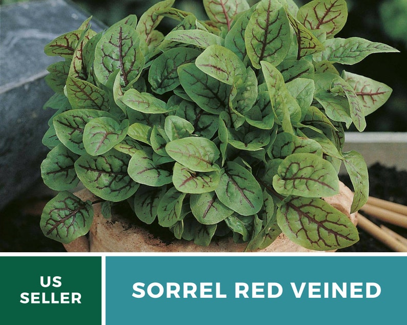 Sorrel, Red Veined 200 Seeds Heirloom Herb, Culinary & Medicinal Plant, Vibrant Red Veins, Tangy Flavor Rumex sanguineus image 9