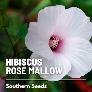Hibiscus, Rose Mallow (Halberd-leaved) - 25 Seeds - Heirloom Flower (Hibiscus militaris)