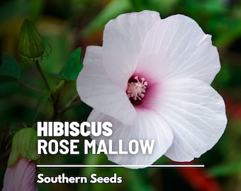 Hibiscus, Rose Mallow (Halberd-leaved) - 25 Seeds - Heirloom Flower (Hibiscus militaris)