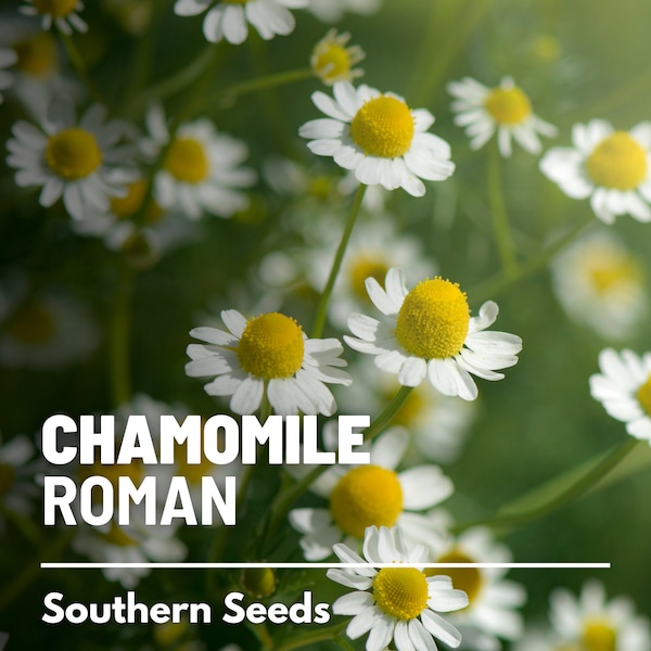 Chamomile, Roman - 300 Seeds - Heirloom Culinary & Medicinal Herb - Non-GMO (Chamaemelum nobile)
