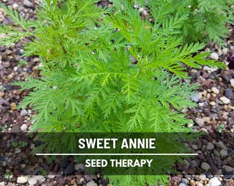 Sweet Annie Herb Seeds – Heirloom Artemisia, Aromatic Foliage for Crafts (50 Seeds)