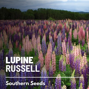 Lupine, Russell - 50 Seeds - Heirloom Flower - US Native Wildflower (Lupinus polyphyllus)