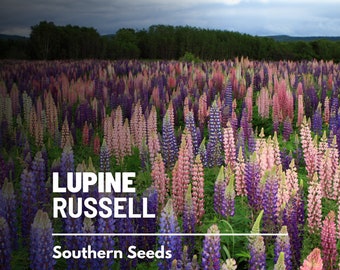 Lupine, Russell - 50 Seeds - Heirloom Flower - US Native Wildflower (Lupinus polyphyllus)