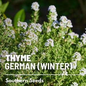 Peut inclure: Gros plan sur un plant de thym avec des fleurs blanches. La plante est &eacute;tiquet&eacute;e "THYME GERMAN (WINTER)" et "Southern Seeds".
