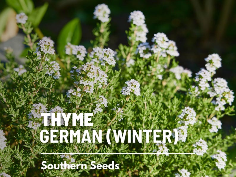 Peut inclure: Gros plan sur un plant de thym avec des fleurs blanches. La plante est &eacute;tiquet&eacute;e "THYME GERMAN (WINTER)" et "Southern Seeds".