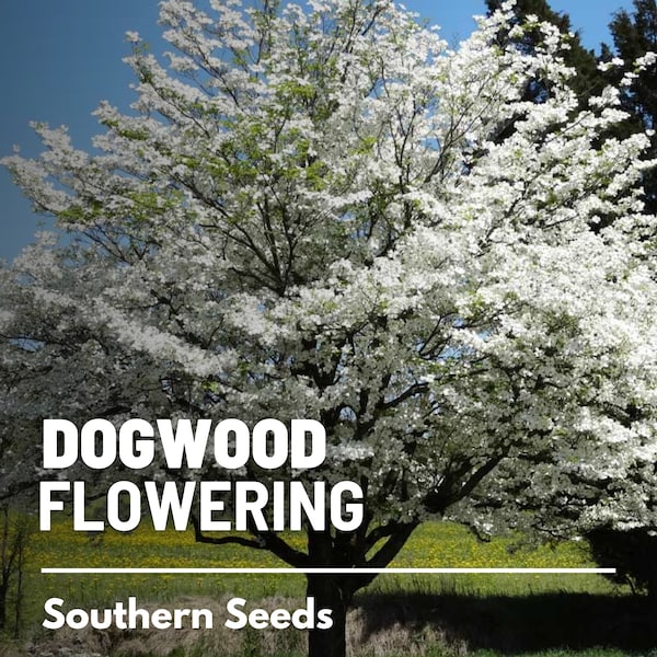 Dogwood, Flowering (White) - 20 Seeds - Heirloom Tree, Stunning White Blooms, Low Maintenance, Southern Charm (Cornus florida Southern)