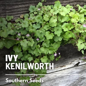 Ivy, Kenilworth - 100 Seeds - Heirloom Ground Cover (Cymbalaria muralis)