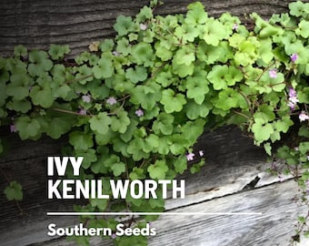 Ivy, Kenilworth - 100 Seeds - Heirloom Ground Cover (Cymbalaria muralis)