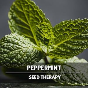 Peppermint - 100 Seeds - Heirloom Herb - Culinary & Medicinal - Non-GMO (Mentha piperita)