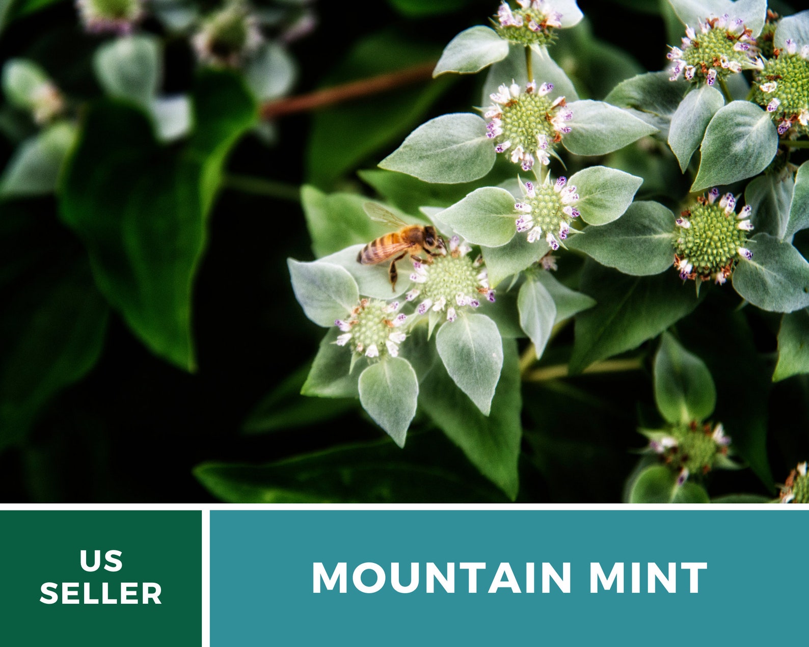 Mountain Mint Heirloom Herb Seeds Etsy