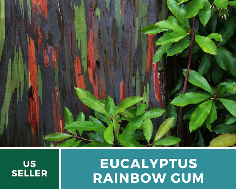 May include: Close-up of the bark of a Eucalyptus deglupta tree, also known as the Rainbow Eucalyptus. The bark is multi-colored with shades of green, blue, orange, and red. The tree is surrounded by green leaves.