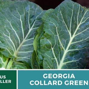 Puede incluir: Primer plano de col rizada verde de Georgia, de color verde oscuro. Las hojas tienen un patr&oacute;n de venas distintivo y est&aacute;n dispuestas en un manojo. El texto "US SELLER" y "GEORGIA COLLARD GREEN" es visible en la imagen.