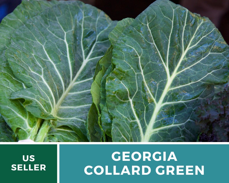 Puede incluir: Primer plano de col rizada verde de Georgia, de color verde oscuro. Las hojas tienen un patr&oacute;n de venas distintivo y est&aacute;n dispuestas en un manojo. El texto "US SELLER" y "GEORGIA COLLARD GREEN" es visible en la imagen.