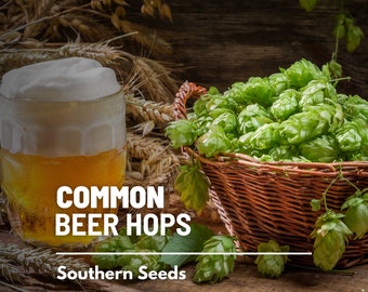 Hops, Common Beer - 20 Seeds - Heirloom Plant, Brewing Beer, Climbing Vine, Non-GMO, Garden Gift (Humulus lupulus)