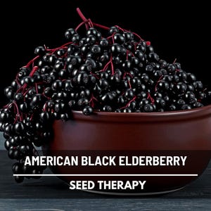 American Black Elderberry Seeds, Native Medicinal Berry Shrub (50 Seeds)