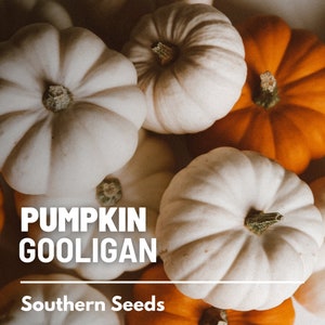 Peut inclure: Gros plan sur une collection de petites citrouilles blanches et oranges. Les citrouilles sont regroup&eacute;es, les blanches dominant la vue. Le texte "PUMPKIN GOOLIGAN" et "Southern Seeds" est superpos&eacute; &agrave; l'image.