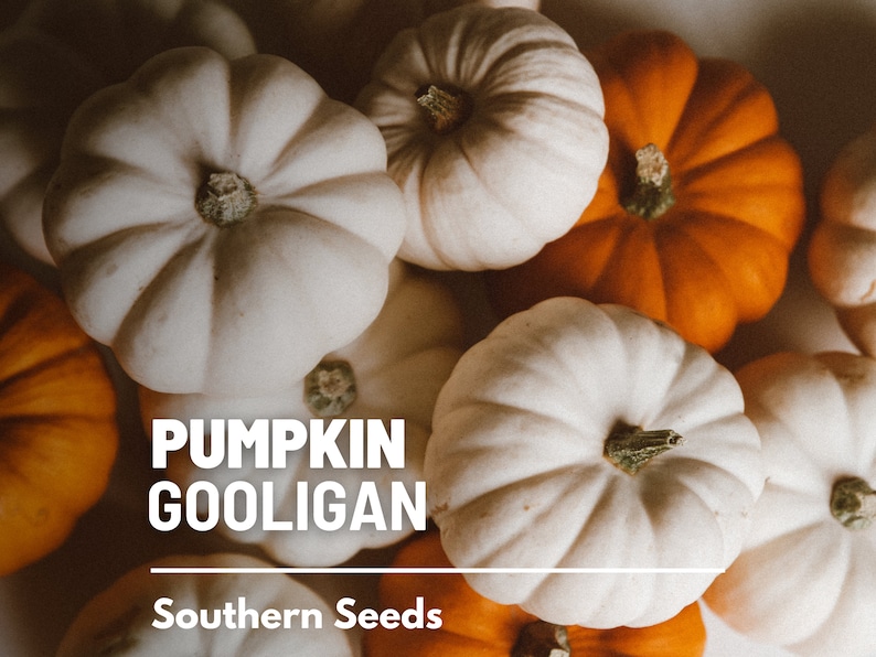 Peut inclure: Gros plan sur une collection de petites citrouilles blanches et oranges. Les citrouilles sont regroup&eacute;es, les blanches dominant la vue. Le texte "PUMPKIN GOOLIGAN" et "Southern Seeds" est superpos&eacute; &agrave; l'image.