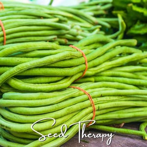 May include: A large bundle of fresh, vibrant green yardlong beans tied together with a bright orange rubber band. The long, slender, cylindrical legumes are stacked in a horizontal arrangement. The text Seed Therapy is written in white.