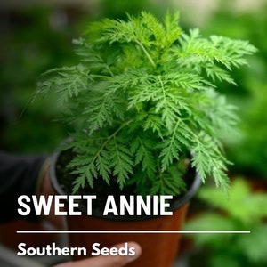 Sweet Annie - 50 Seeds - Heirloom Herb, Medicinal Plant, Dried Crafts & Arrangements, Garden Gift (Artemisia annua)