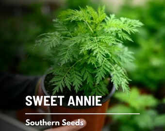 Sweet Annie - 50 Seeds - Heirloom Herb, Medicinal Plant, Dried Crafts & Arrangements, Garden Gift (Artemisia annua)