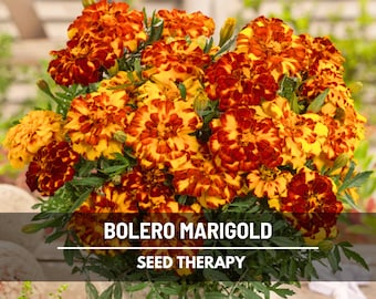 Bolero Marigold Seeds (French) – Heirloom, Fiery Orange and Red Blooms, Classic Annual (50 Seeds)
