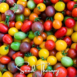 Semillas de tomate cherry arcoíris – Hortaliza tradicional, planta de crecimiento indeterminado, colores variados, ideal para macetas, fácil de cultivar / 50 semillas