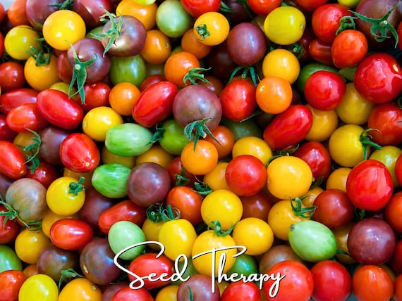 Rainbow Cherry Tomato Seeds – Heirloom Vegetable, Indeterminate Plant, Mixed Colors, Great for Containers, Easy to Grow | 50 Seeds