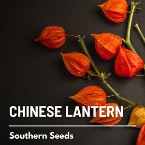 Chinese Lantern 50 Seeds Ornamental Heirloom Fruit Edible Red Berries Physalis alkekengi image 4