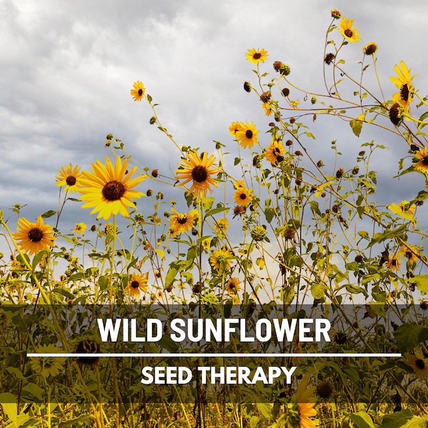 Wild Sunflower Seeds – Heirloom Flower, Annual Wildflower, Vibrant Yellow Blooms, Garden Essential, Non-GMO | 50 Seeds