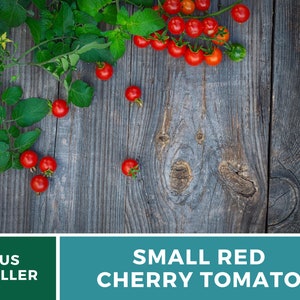May include: A vine of small red cherry tomatoes with green leaves and yellow flowers, accompanied by loose cherry tomatoes scattered across a dark, weathered wooden surface. The text reads US SELLER and SMALL RED CHERRY TOMATO.