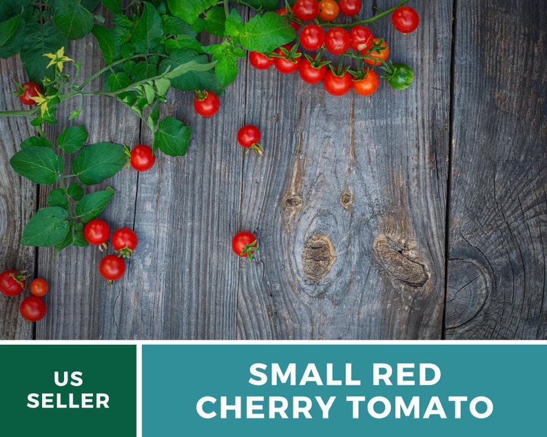 May include: A vine of small red cherry tomatoes with green leaves and yellow flowers, accompanied by loose cherry tomatoes scattered across a dark, weathered wooden surface. The text reads US SELLER and SMALL RED CHERRY TOMATO.
