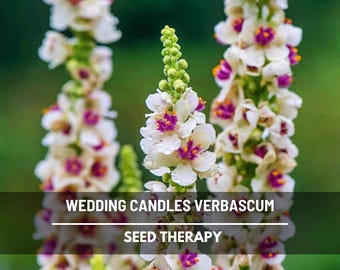 Verbascum Wedding Candles Seeds – Heirloom Flower, Mullein, Drought Tolerant, Towering Spikes, Garden Favorite | 50 Seeds
