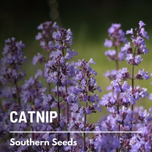 Catnip - 250 Seeds - Heirloom Culinary & Medicinal Herb - Cat's Favorite - Non-GMO (Nepeta cataria)