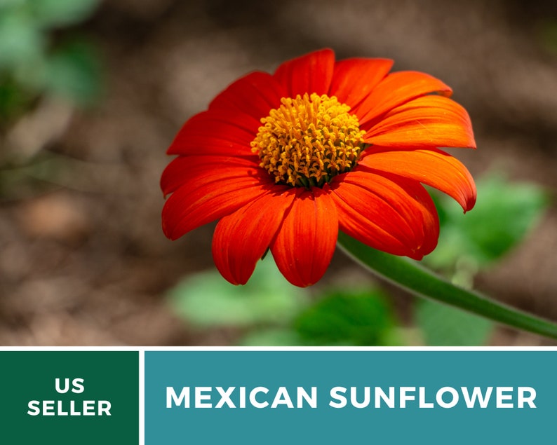 Seed Therapy Mexican Sunflower Seeds - Thumbnail 3