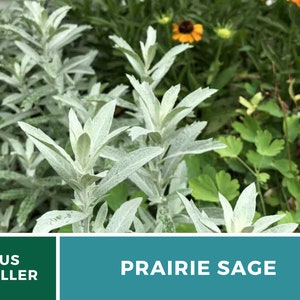 Sage, Prairie Louisiana Sage 100 Seeds Heirloom Herb, Medicinal, Pollinator Friendly, Fragrant Plant, Non-GMO Artemisia ludoviciana image 7