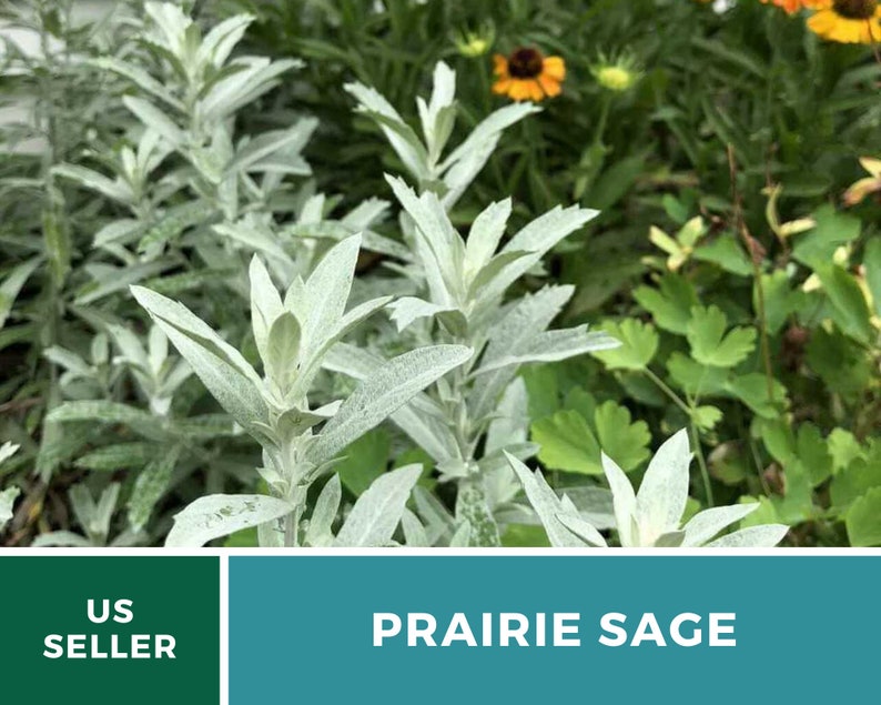 Sage, Prairie Louisiana Sage 100 Seeds Heirloom Herb, Medicinal, Pollinator Friendly, Fragrant Plant, Non-GMO Artemisia ludoviciana image 7