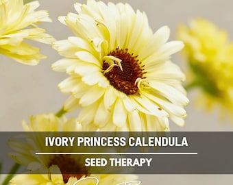 Graines de calendula Ivory Princess, souci blanc crème, plante médicinale pour infusion, variété ancienne, 50 graines