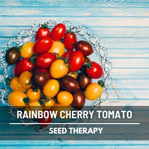 Peut inclure: Un bol en verre transparent rempli de tomates cerises rouges, jaunes et brun fonc&eacute;. Le texte RAINBOW CHERRY TOMATO SEED THERAPY est imprim&eacute; en blanc au bas de l'image sur un fond de surface en bois bleu.