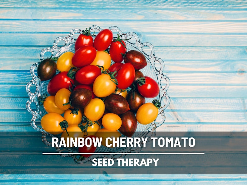 Peut inclure: Un bol en verre transparent rempli de tomates cerises rouges, jaunes et brun fonc&eacute;. Le texte RAINBOW CHERRY TOMATO SEED THERAPY est imprim&eacute; en blanc au bas de l'image sur un fond de surface en bois bleu.