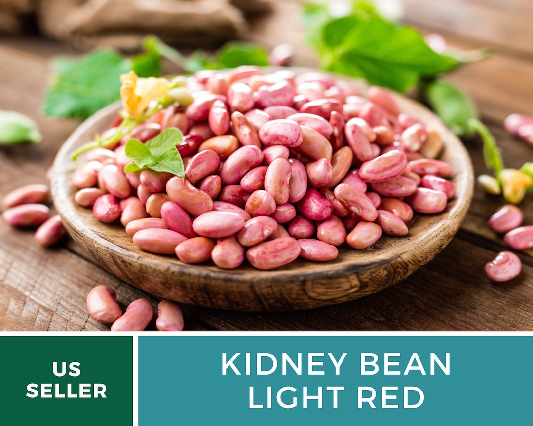 Bean Kidney Light Red 20 Seeds Heirloom GMO Free Etsy