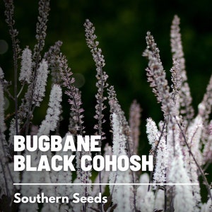 Black Cohosh Bugbane 25 Seeds Heirloom Medicinal Herb Ornamental Flower Cimicifuga ramosa atropurpurea image 1