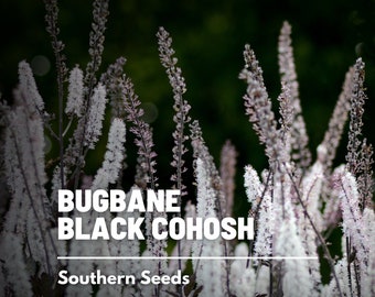 Black Cohosh (Bugbane) - 25 Seeds - Heirloom Medicinal Herb - Ornamental Flower (Cimicifuga ramosa atropurpurea)